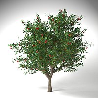 apple tree 5.5 mrter malus domestica