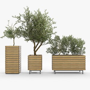 Jasper rectangle planter Olea europaea