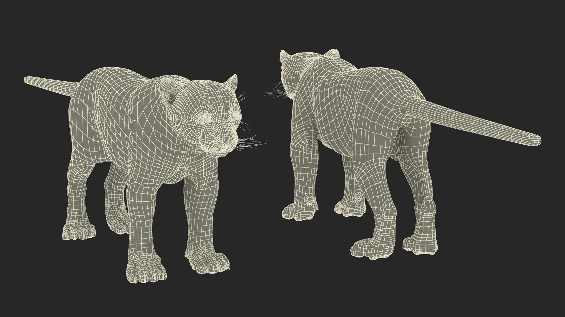 Snow Leopard Rigged For Maya 3D Model - TurboSquid 2381684