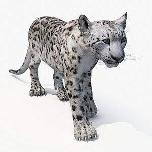 Snow Leopard Rigged for Maya 3D model