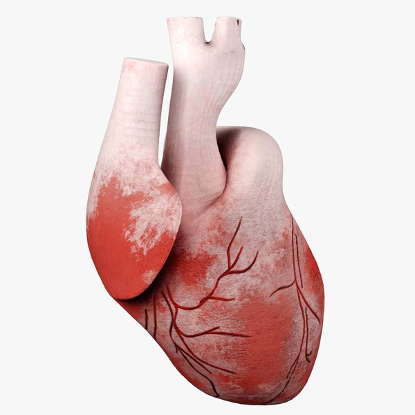 3d model heart