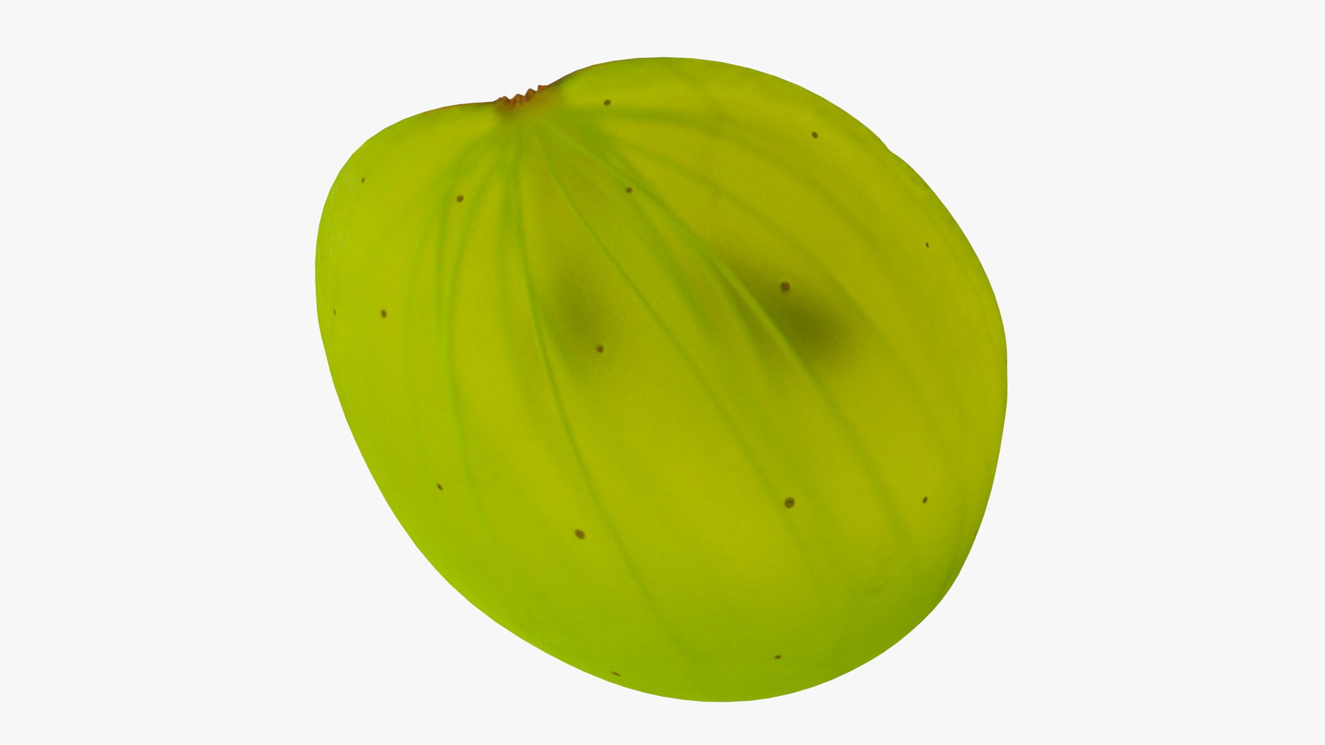 3D White Wine Grape Cross Section TurboSquid 2128348