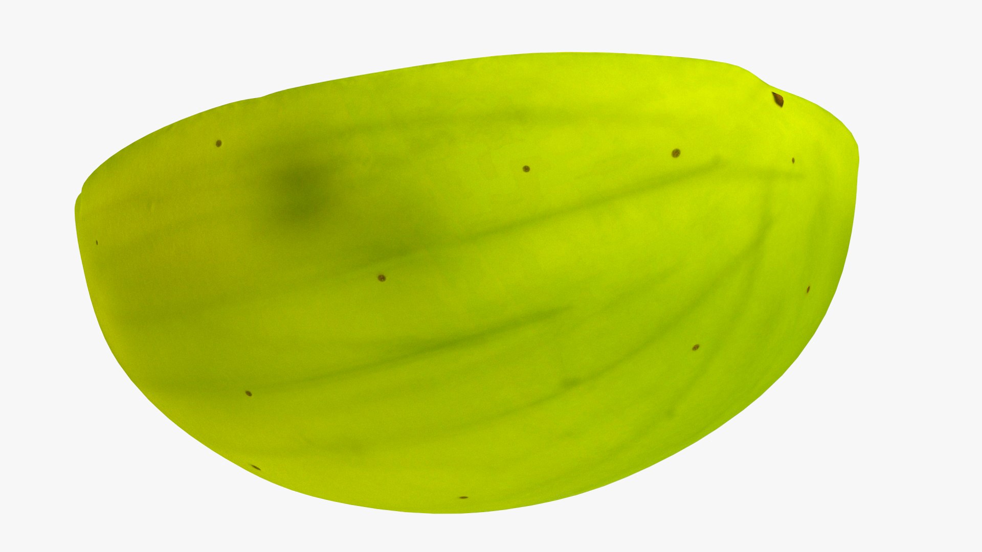 3D White Wine Grape Cross Section TurboSquid 2128348