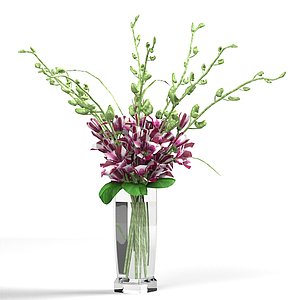 endrobium Orchids Med