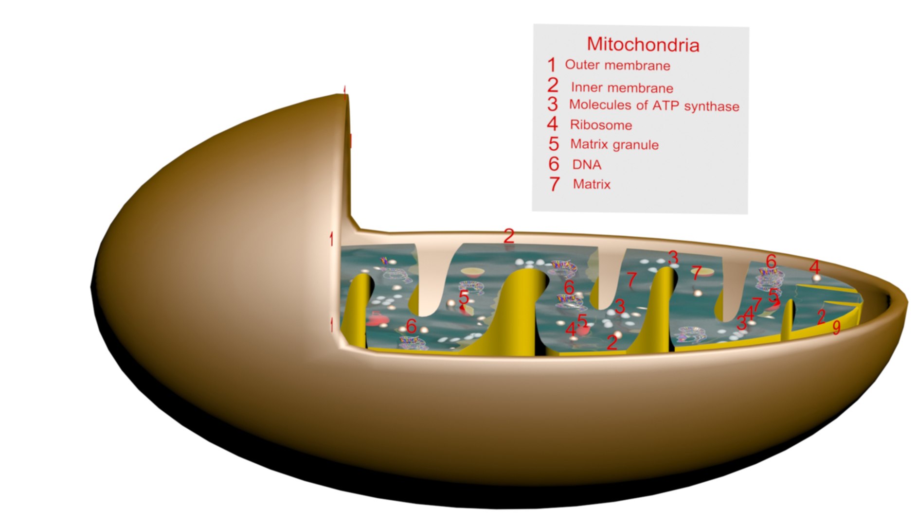 Plant Cell 3D Model - TurboSquid 2240620