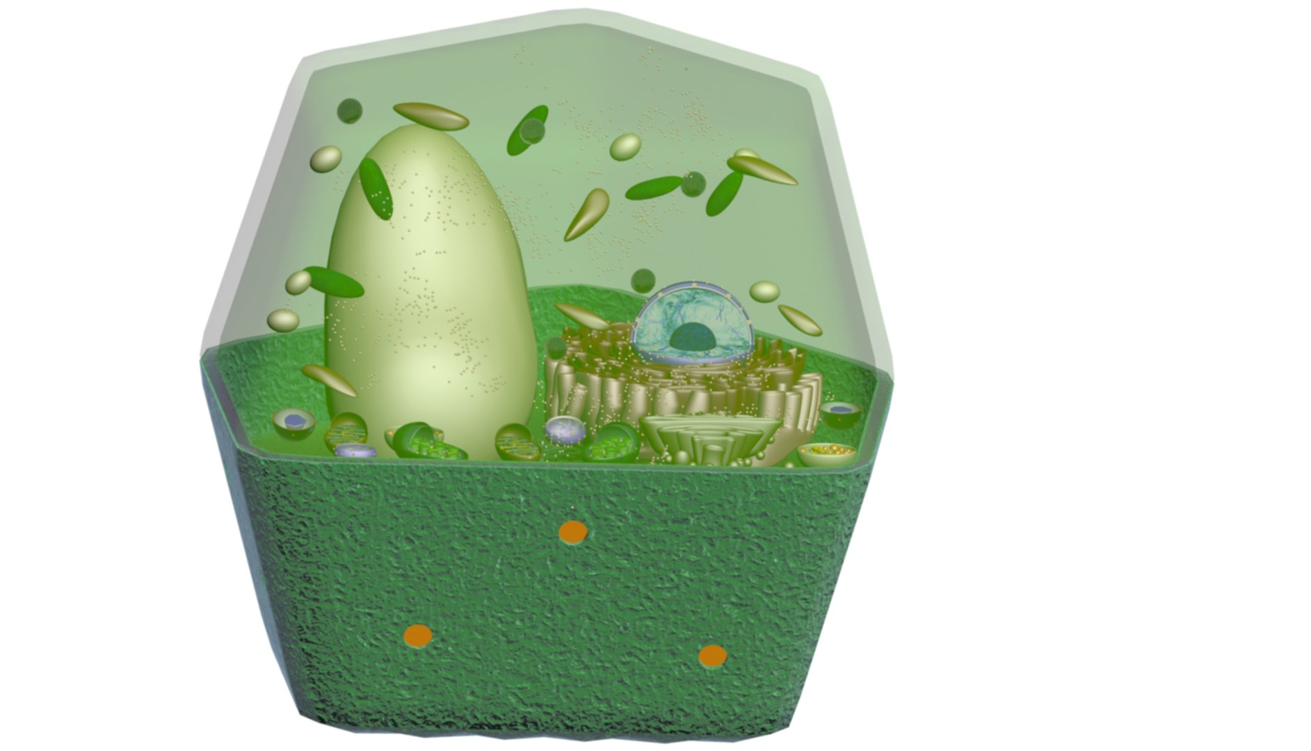 Plant Cell 3D Model - TurboSquid 2240620