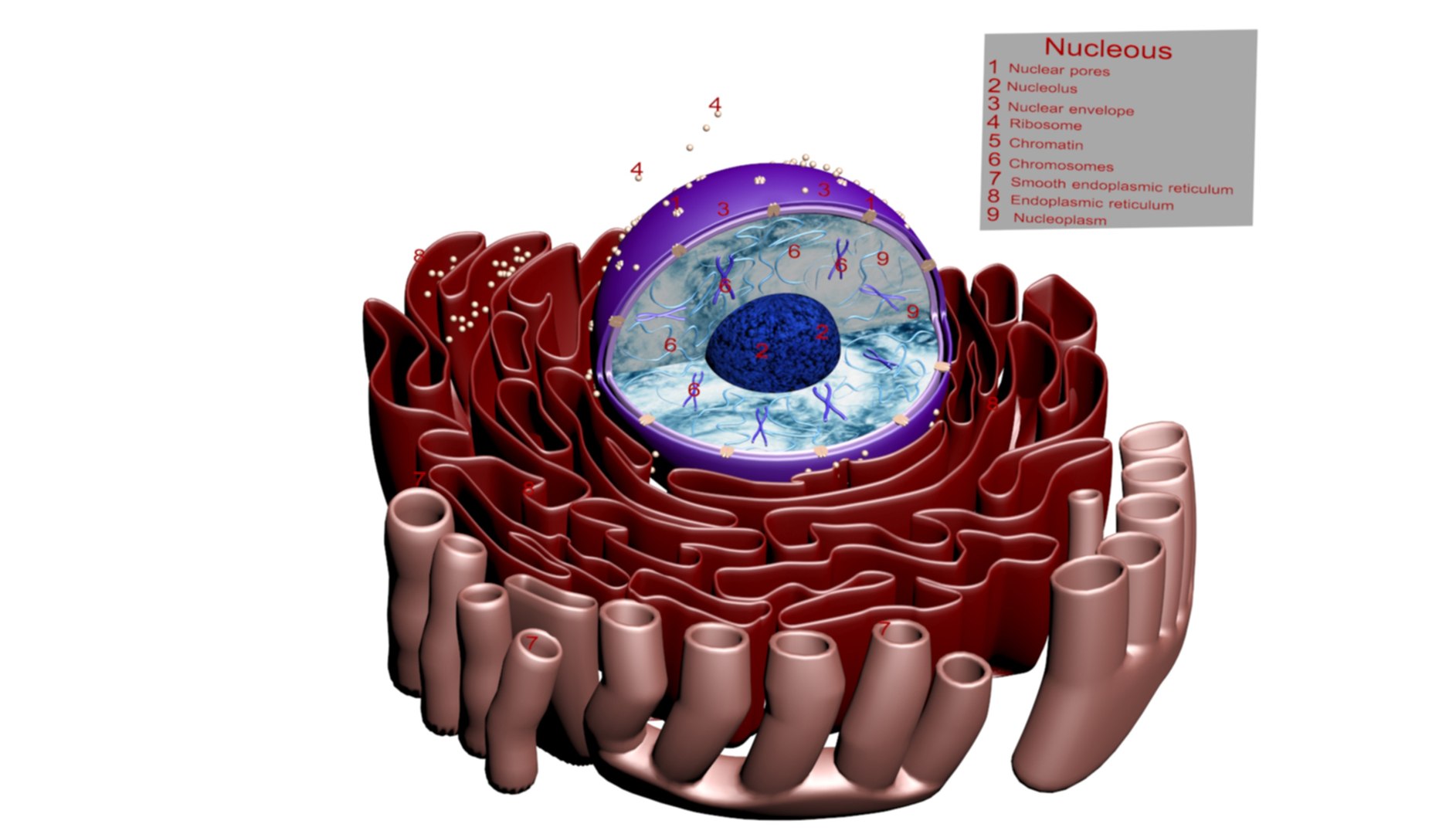 Plant Cell 3D Model - TurboSquid 2240620
