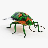 Scutelleridae Static