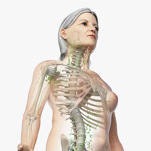 3D model skin elder female skeleton