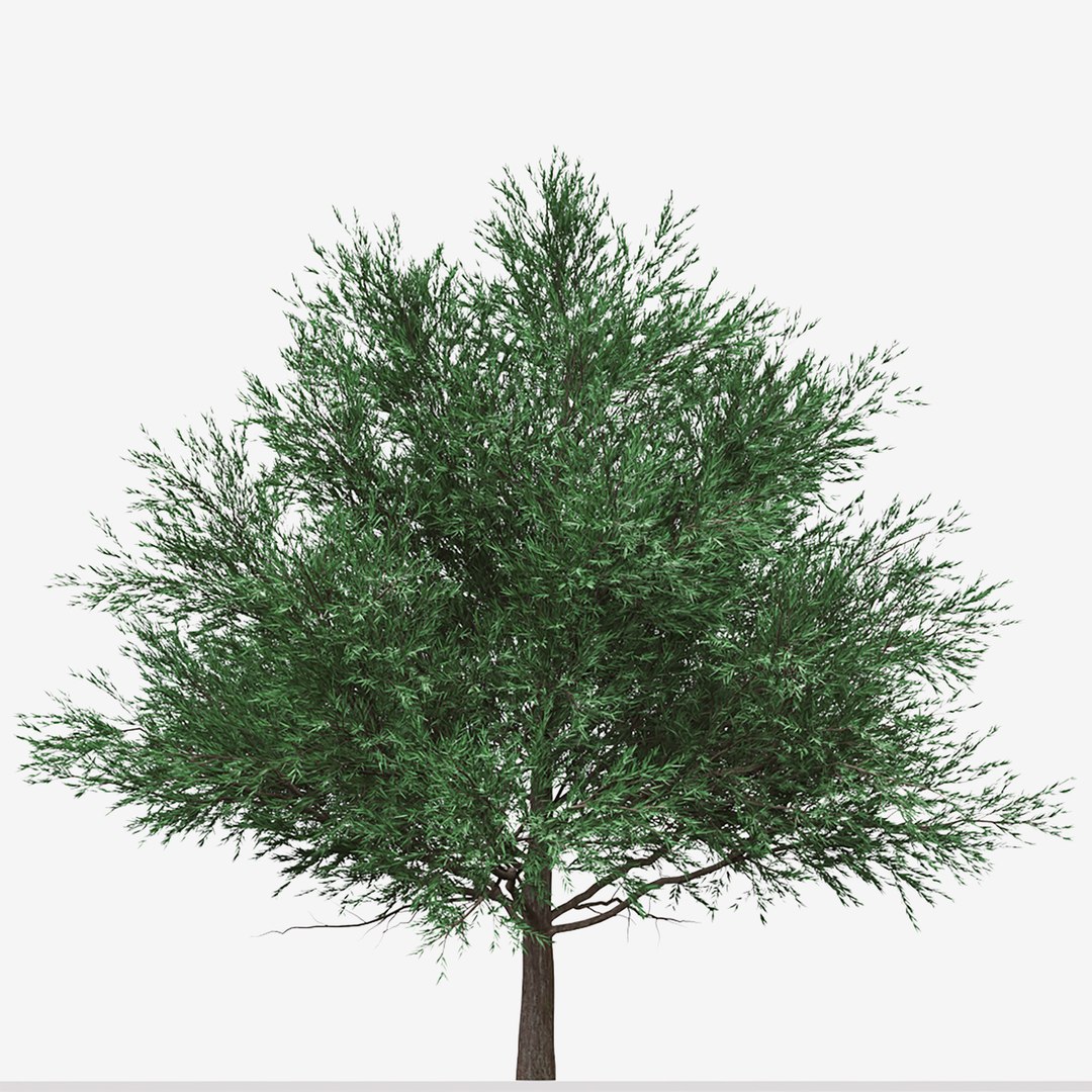 set-of-melaleuca-bracteata-or-black-tea-tree-trees3d-turbosquid-1967837