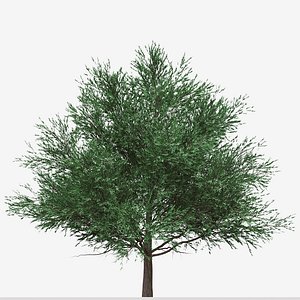 3D model Set of Melaleuca Bracteata or Black tea-tree Trees