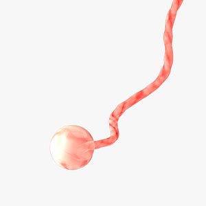 3D 2 Weeks Human Fetus model