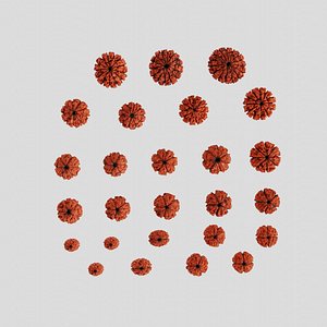 Rudraksha Beads