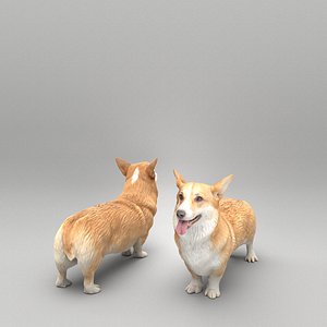 Corgi dog 39 3D model