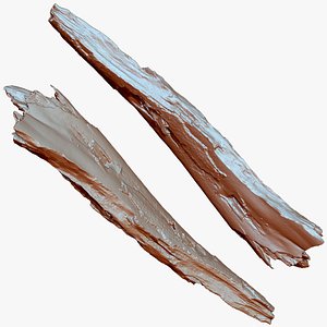 3D Peeling Tree trunk Wood ZBrush engraving highpoly model