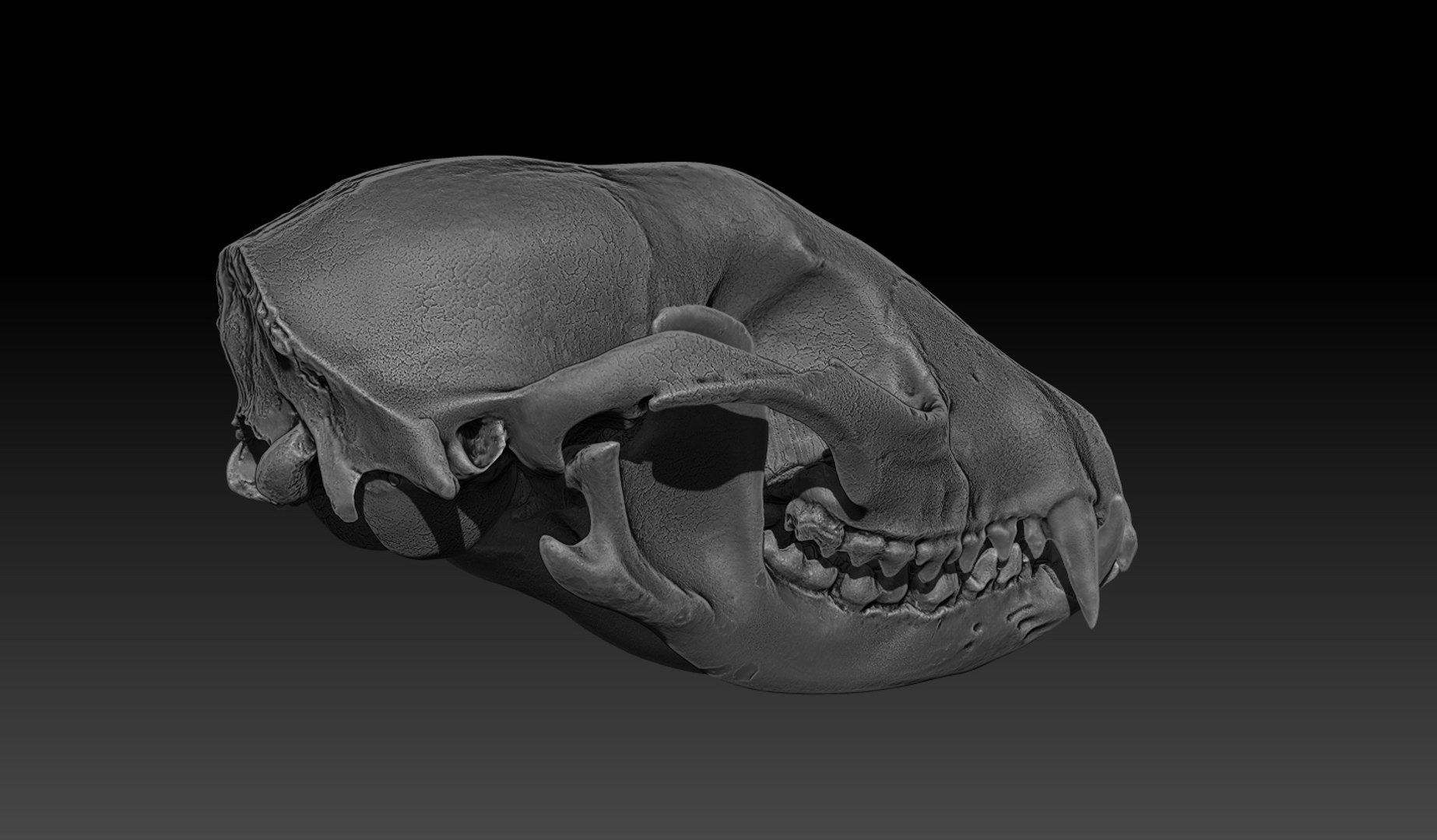 Raccoon Skull 3d Model