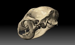 Raccoon (Procyon lotor)