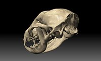 Raccoon (Procyon lotor)