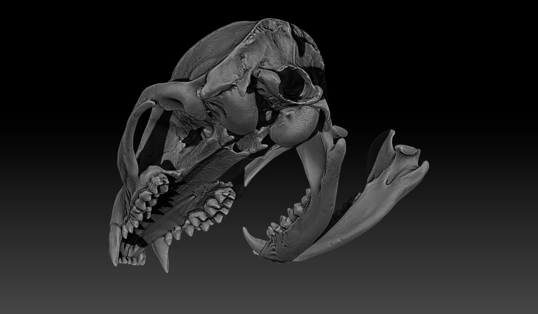 Raccoon Skull 3d Model