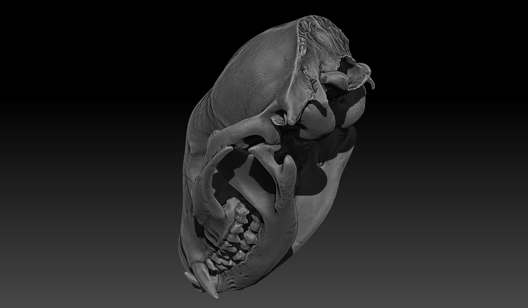 Raccoon Skull 3d Model