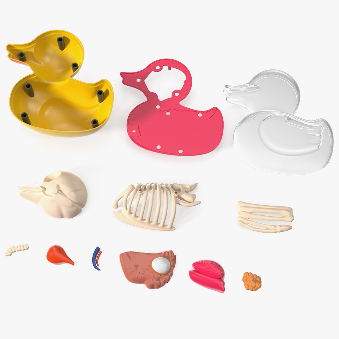Bath Duck Anatomy Parts 3D model preview