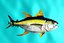 free yellow fin tuna 3d model