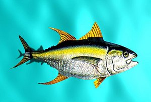 yellow fin tuna