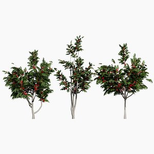 Alloxylon flammeum 3D Asset 3D