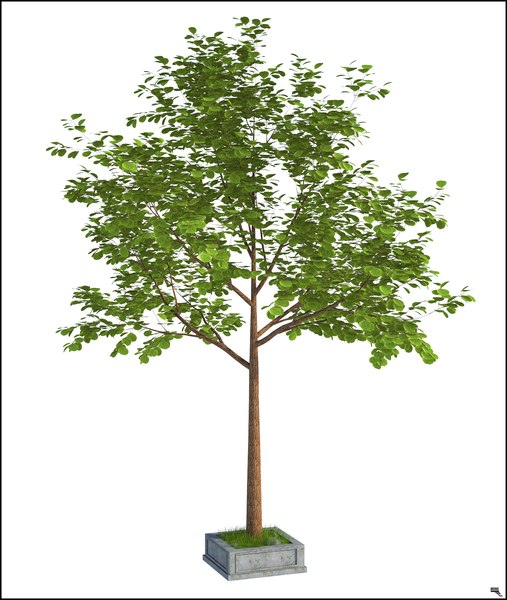 3D модель Spring Tree V3 - TurboSquid 1255648