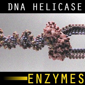 dna helicase 3d model
