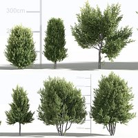 Laurus nobilis 3D model