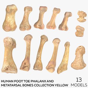 Human Foot Toe Phalanx and Metatarsal Bones Collection Yellow - 13  models
