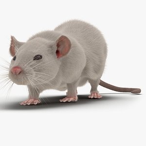 White Rat Pose 3