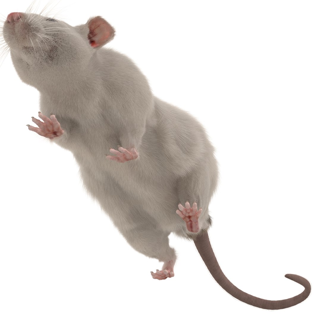 3d White Rat Pose 3 Model
