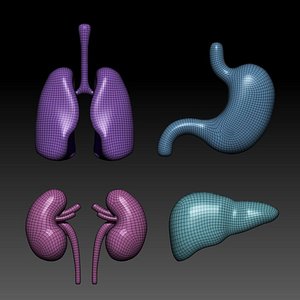 3D model human lungs