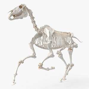 Horse Skeleton Rigged For Blender Animated Set