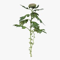 Chrysanthemum Garden Mum Morifolium Remastered