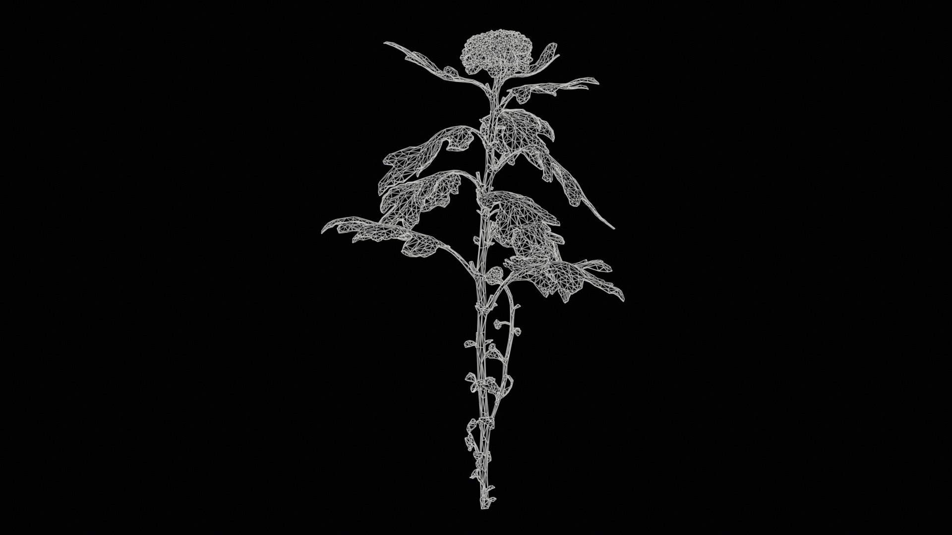 3D model Chrysanthemum Garden Mum Morifolium Remastered https://p.turbosquid.com/ts-thumb/Tc/Zyj4rL/NL/chrysanthemum_garden_mum_morifolium_11/jpg/1740372895/1920x1080/fit_q87/8356412a6e1fc916b90fdbd67ff9bcac2717c24c/chrysanthemum_garden_mum_morifolium_11.jpg