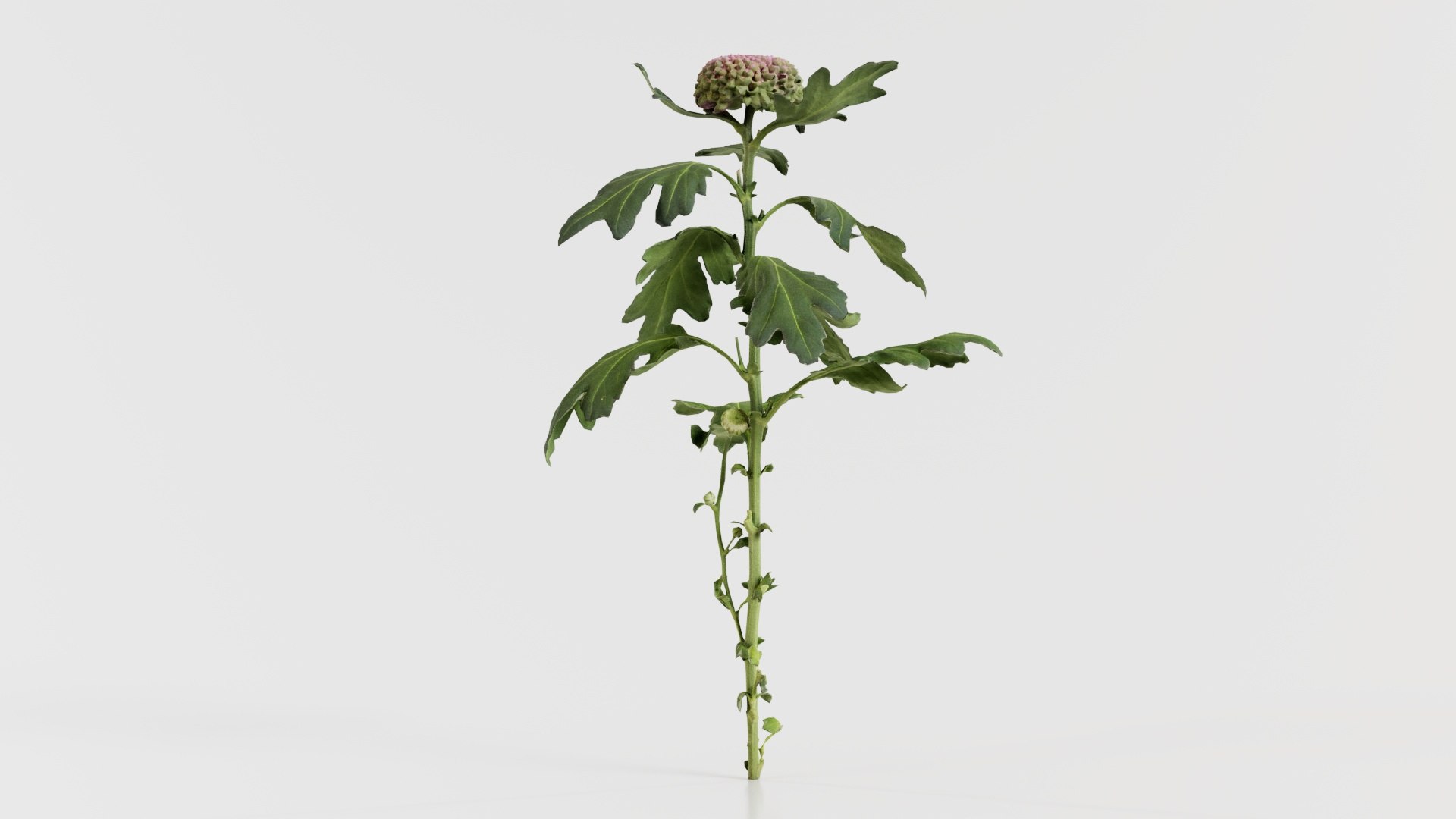 3D model Chrysanthemum Garden Mum Morifolium Remastered https://p.turbosquid.com/ts-thumb/Tc/Zyj4rL/XG/chrysanthemum_garden_mum_morifolium_03/jpg/1740372879/1920x1080/fit_q87/0dad9061f2bab0f019a5d2d48b590b7136674ac9/chrysanthemum_garden_mum_morifolium_03.jpg
