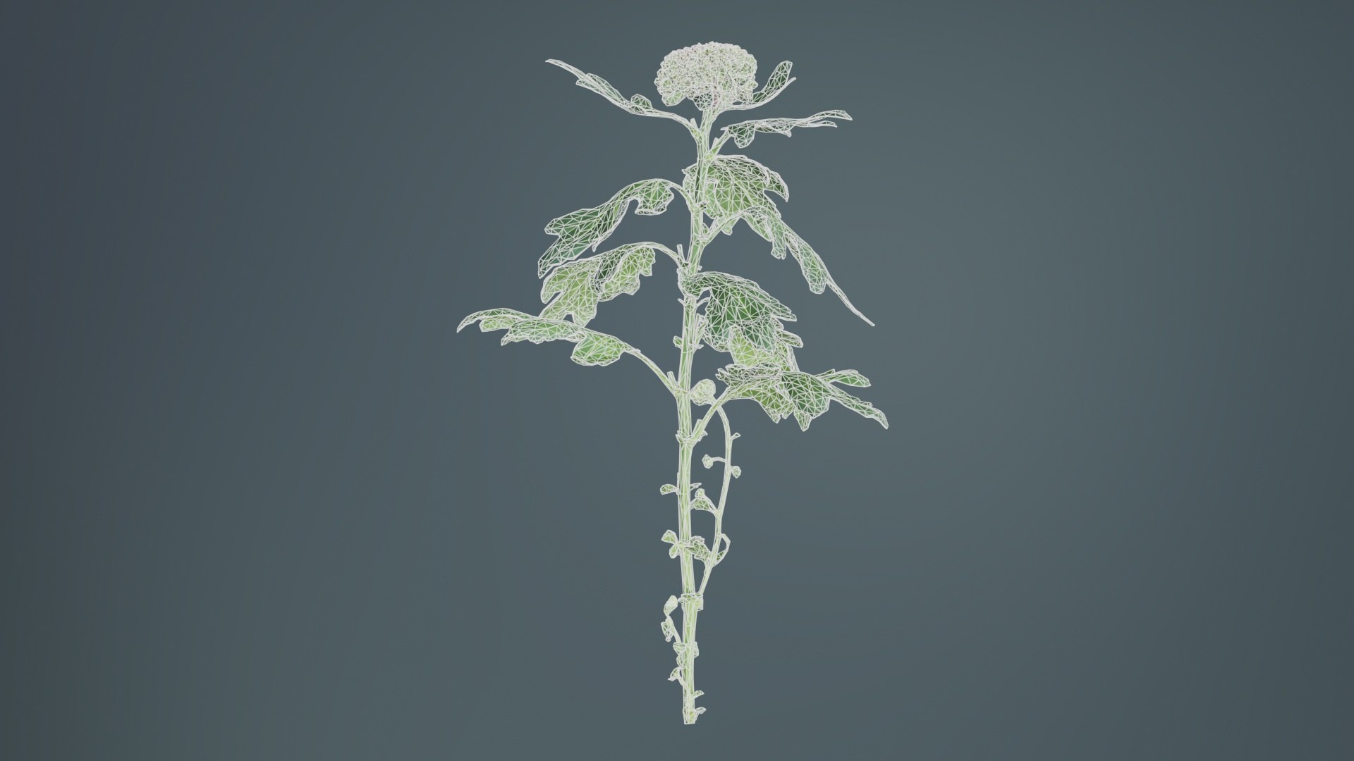 3D model Chrysanthemum Garden Mum Morifolium Remastered https://p.turbosquid.com/ts-thumb/Tc/Zyj4rL/sS/chrysanthemum_garden_mum_morifolium_09/jpg/1740372891/1920x1080/fit_q87/070ac2633b994273011b1d715e79e38450f64cb6/chrysanthemum_garden_mum_morifolium_09.jpg