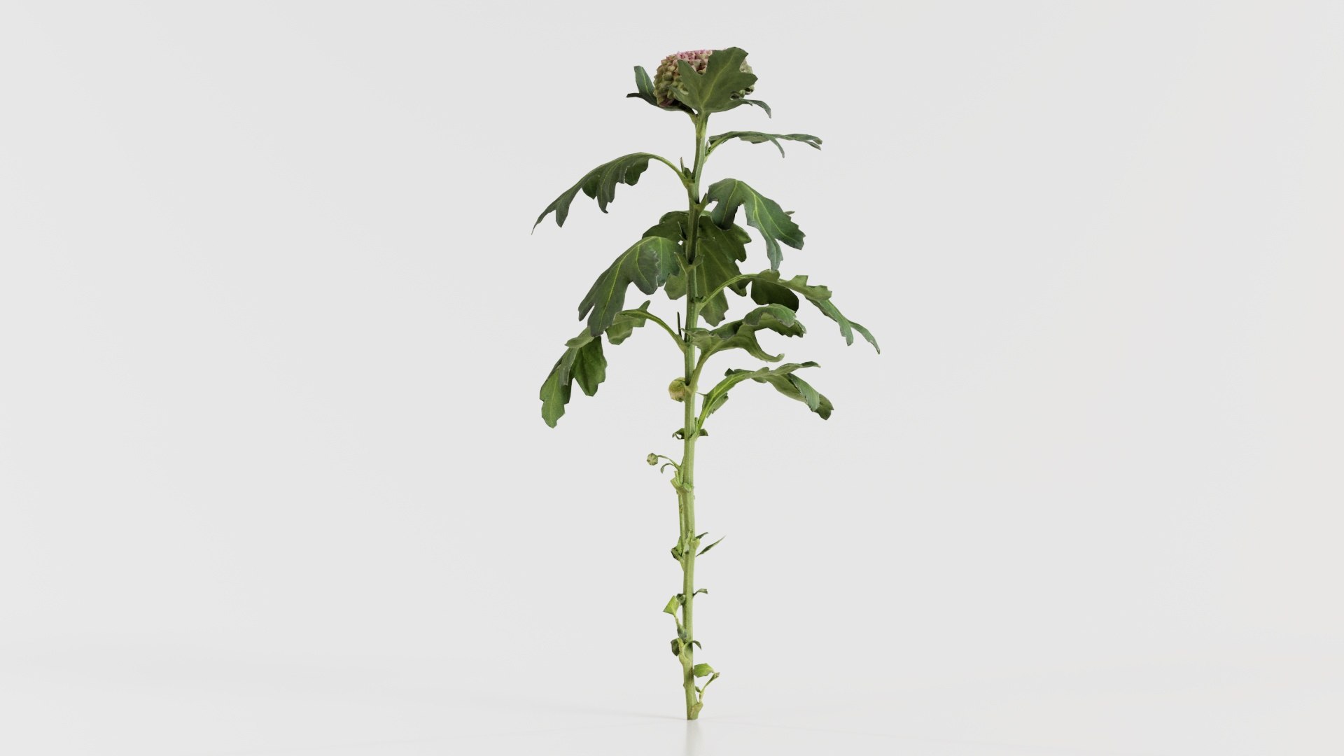 3D model Chrysanthemum Garden Mum Morifolium Remastered https://p.turbosquid.com/ts-thumb/Tc/Zyj4rL/zV/chrysanthemum_garden_mum_morifolium_07/jpg/1740372887/1920x1080/fit_q87/4f86a10141f83ef5de3df7a972446651610cfe71/chrysanthemum_garden_mum_morifolium_07.jpg