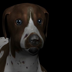 Fully rigged low poly German shorthair brown Pointer Dog
