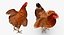 Wooden Small Chicken Coop with Chickens Rigged for Modo