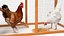 Wooden Small Chicken Coop with Chickens Rigged for Modo