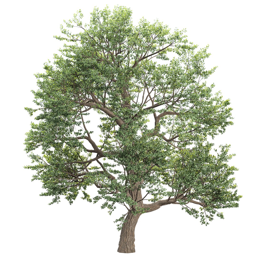 Tree 3D Models For Natural Renders Vol 296 Model - TurboSquid 2441535