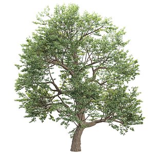 Tree 3D Models for Natural Renders Vol 296
