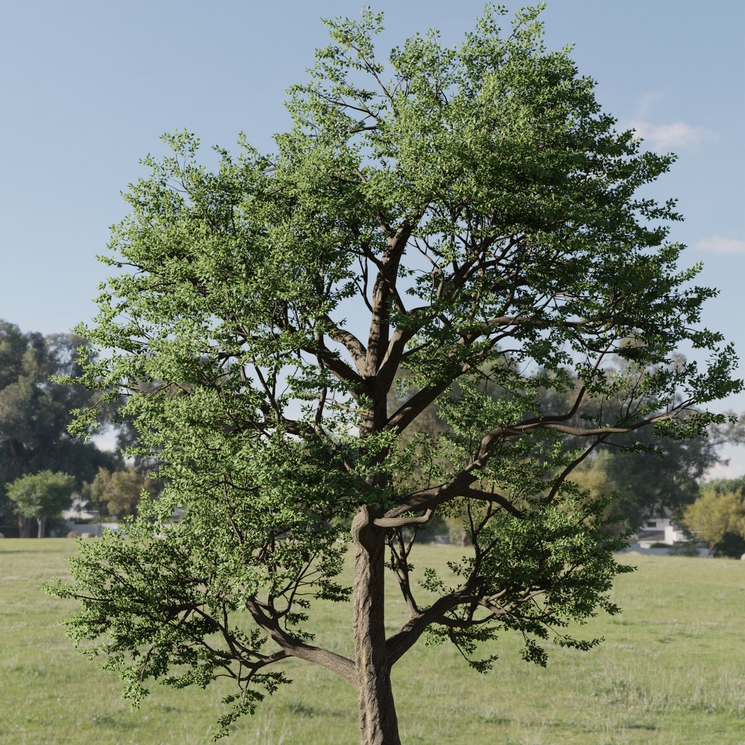 Tree 3D Models For Natural Renders Vol 296 Model - TurboSquid 2441535