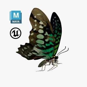 Butterfly Tayled Jay 3D model