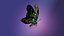 Butterfly Tayled Jay 3D model