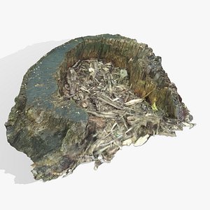rotted tree stump x free